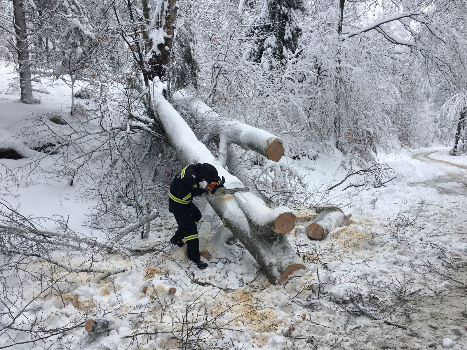 Copac cazut pe sosea