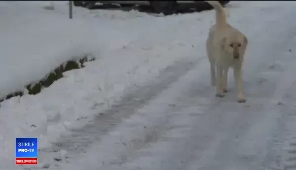 Doi soți din Vaidei, amendați cu 100 de lei după un incident bizar