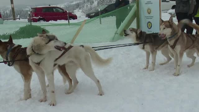 Concurs de tras la sanie în Pasul Tihuța, cu câini nordici