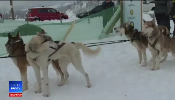 Concurs de tras la sanie în Pasul Tihuța, cu câini nordici