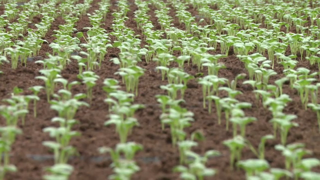 Soluția Ministerului Agriculturii pentru fermierii din Romania: cooperativele agricole