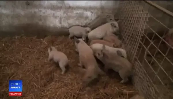 Autoritățile n-au suficenți porci de Mangalița si Bazna pentru a acoperi cererea fermierilor