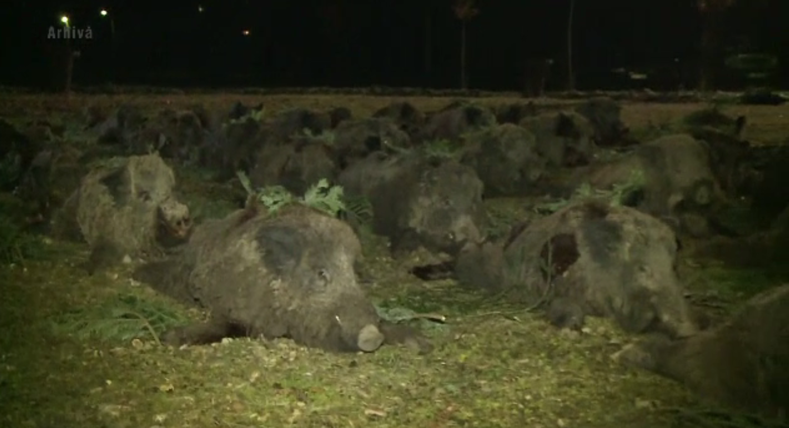 Vânătoarea de la Balc s-a încheiat. Numărul mistreților împușcați în acest an