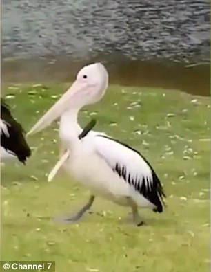 Înregistrare video șocantă în Australia. Un pelican se plimbă cu un cuțit în aripă