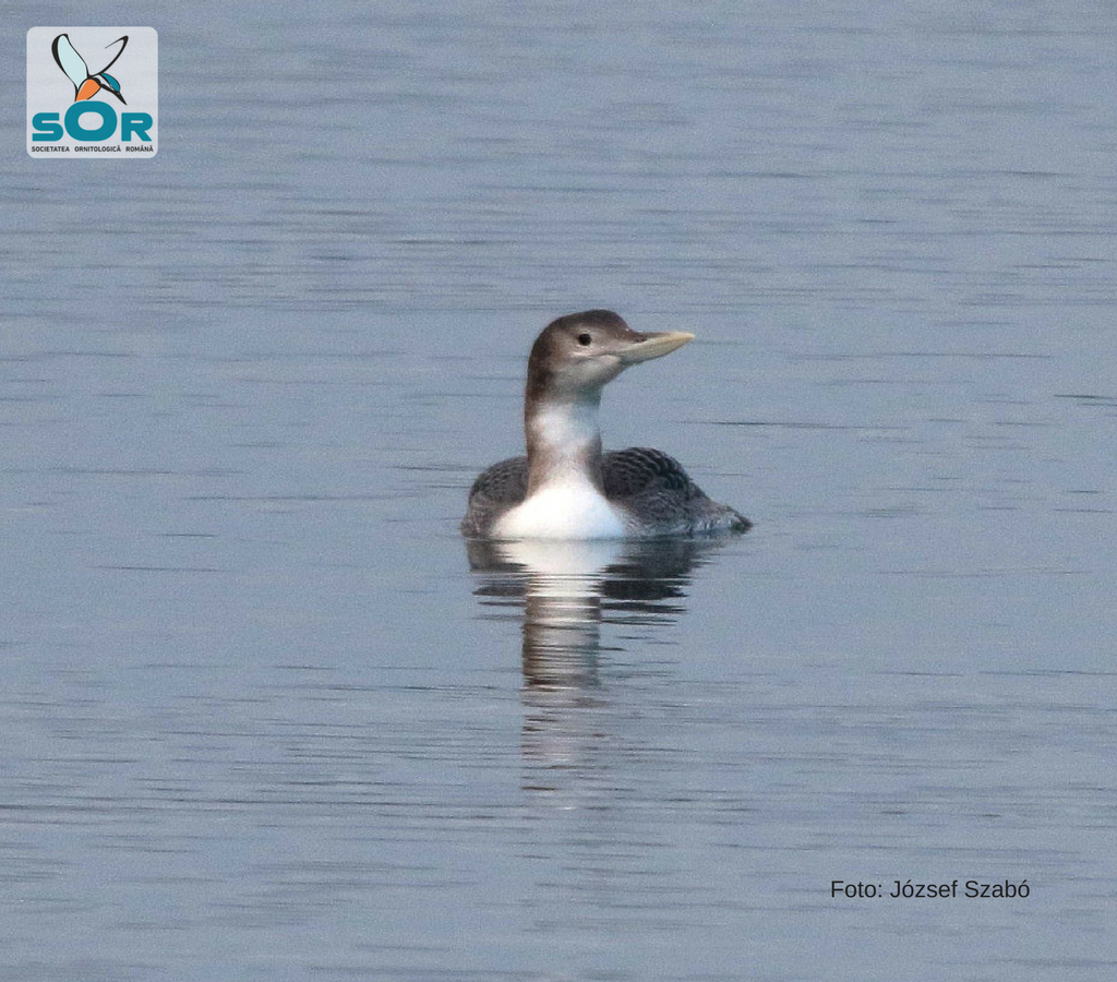 O specie nouă de pasăre în fauna României! Ornitologii români au făcut descoperirea