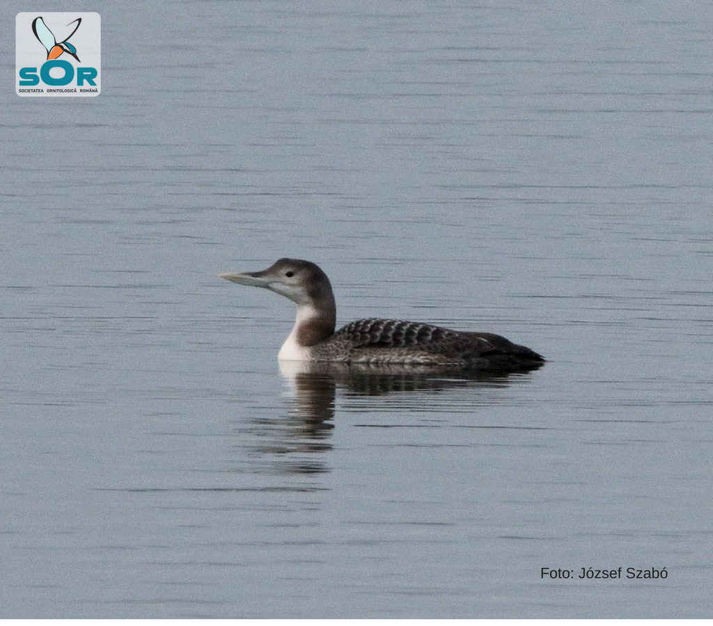 cufundar cu cioc alb (Gavia adamsii)