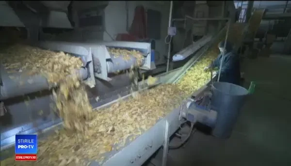 Cultura care aduce profituri record: 500 de euro la fiecare hectar