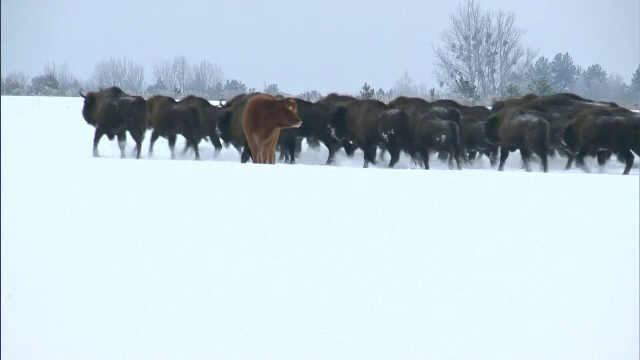 O văcuţă care a fugit de la o fermă din Polonia şi-a găsit o nouă familie