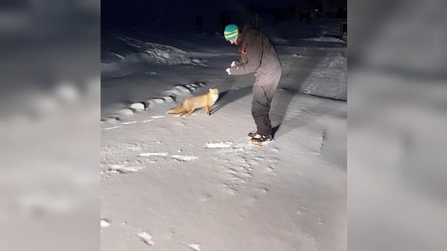 Vulpe, surprinsă cum mânca din palma unui instructor de schi