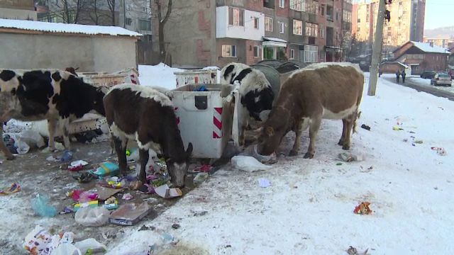 Orașul din România în care vacile maidaneze mor de foame: „Le dăm pâine, dar abia merg pe picioare”