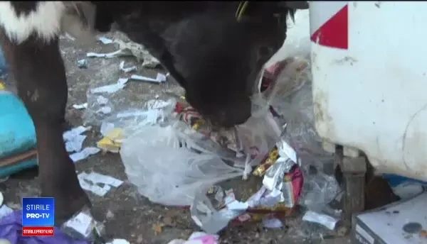 Orașul din România în care vacile maidaneze mor de foame: „Le dăm pâine, dar abia merg pe picioare”