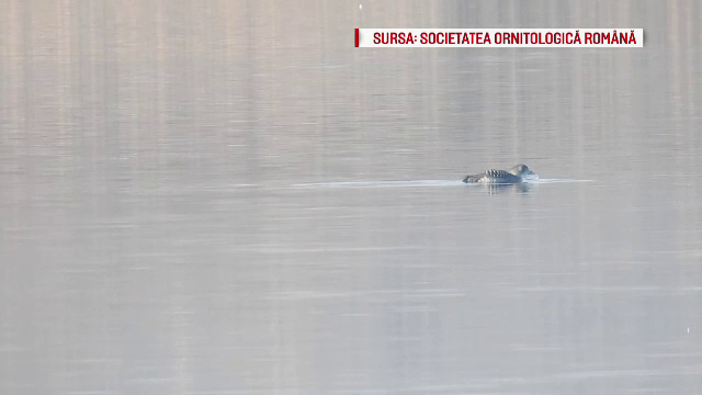 Specie arctică de pasăre, descoperită în România pentru prima dată