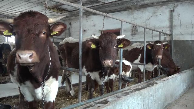 Cercetătorii încearcă să salveze ”văcuța de familie”, o rasă care are peste 200 de ani