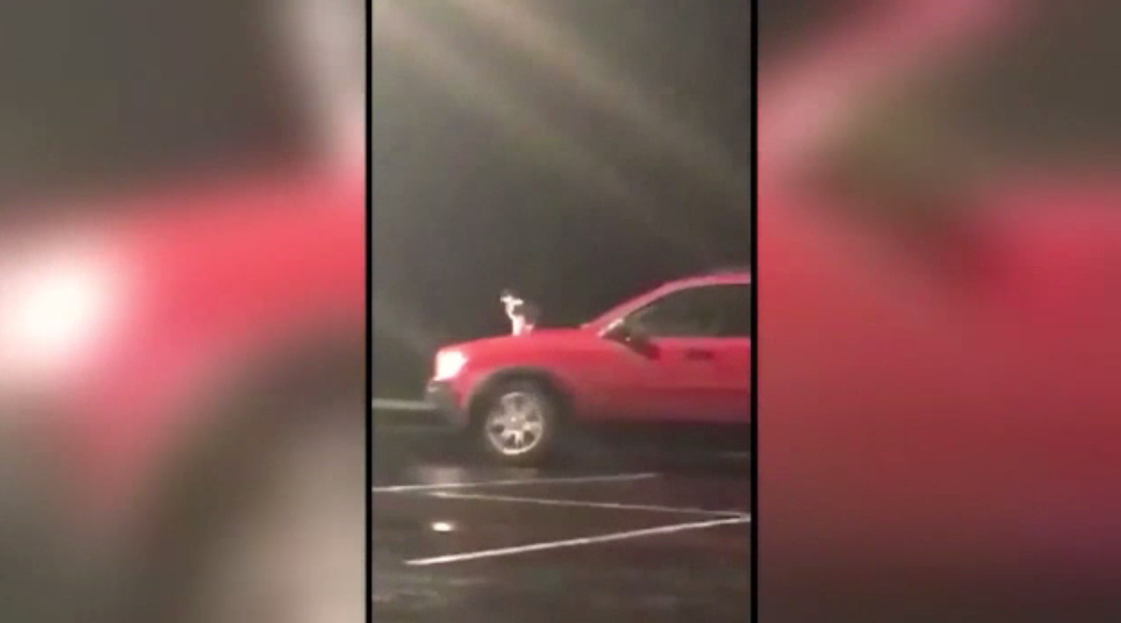 Bărbat căutat de polițiști, după ce și-a plimbat pisica pe capota mașinii