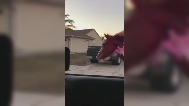 Cal scăpat de la o fermă din Florida, în galop pe străzile unui oraș