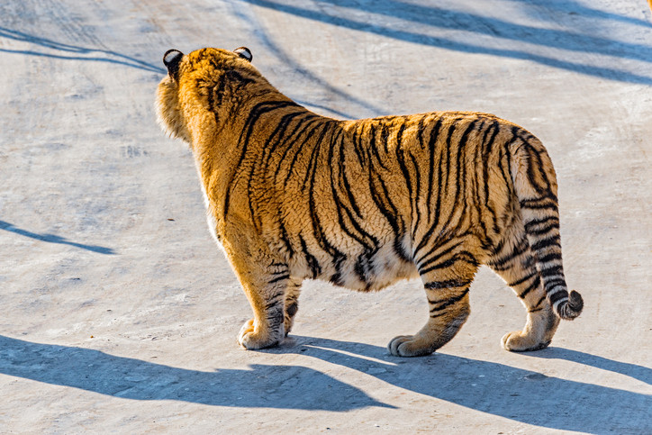 Şcoală închisă într-un sat, din cauza unui tigru. Cum a scăpat de el un tânăr care se întorcea de la discotecă