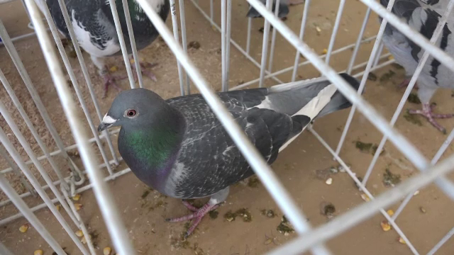 Expoziție de păsări, în Sebeș: Exemplarele pot ajunge să coste câteva mii de euro