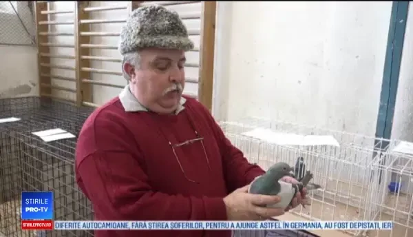 Expoziție de păsări, în Sebeș: Exemplarele pot ajunge să coste câteva mii de euro