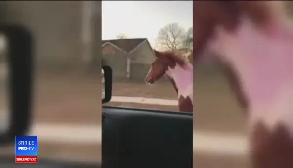 Cal scăpat de la o fermă din Florida, în galop pe străzile unui oraș
