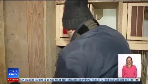 Creșterea porumbeilor voiajori, o pasiune costisitoare: E un hobby