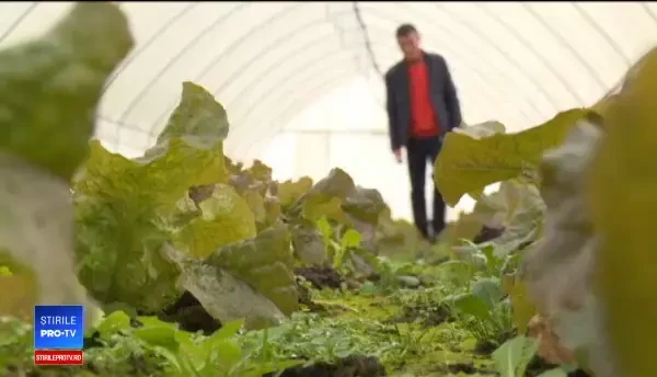 Afacerea de succes deschisă de un coreean la noi în țară. România este foarte bine