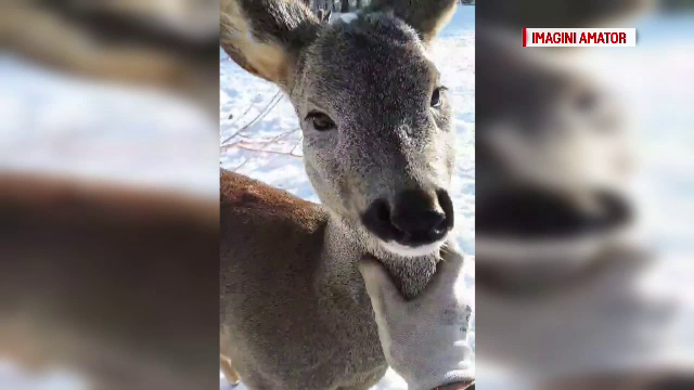 Doi căpriori, salvați de un îngrijitor din colții câinilor, în Maramureș