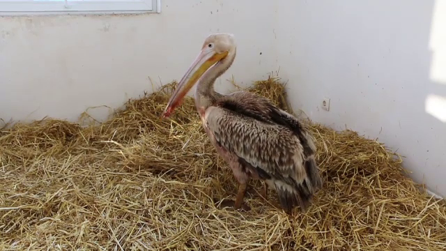 Un pui de pelican rănit, salvat de un pescar din Galați