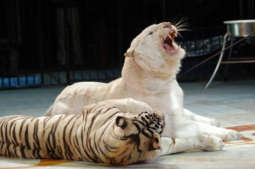 Tigrii siberieni de la Circul Globus, duşi într-un habitat mai potrivit: la Galaţi