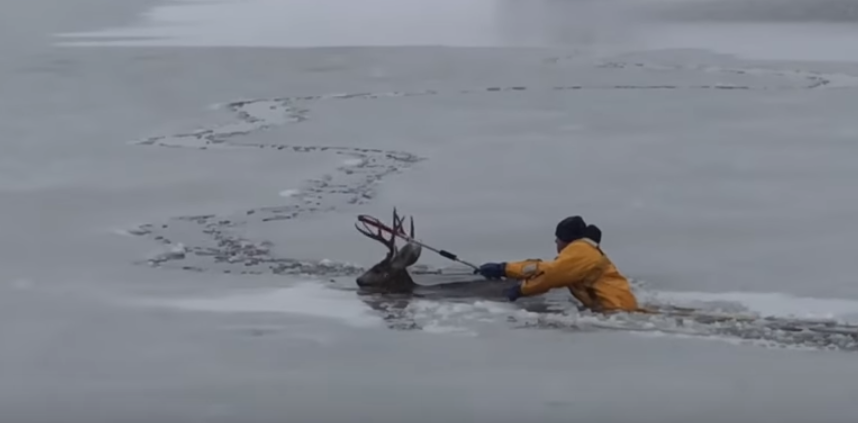Pompierii din Colorado au salvat de la moarte un cerb. VIDEO