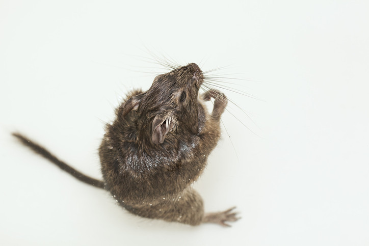 Un șoricel care se ”spală ca un om” a cucerit internetul. VIDEO