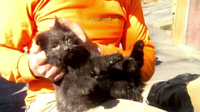 Operațiune de salvare a unei pisici care rămăsese blocată într-o țeavă de evacuare