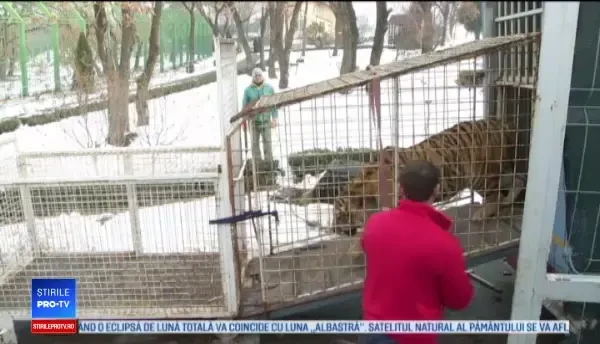 Tigrii siberieni de la Circul Globus, duşi într-un habitat mai potrivit: la Galaţi