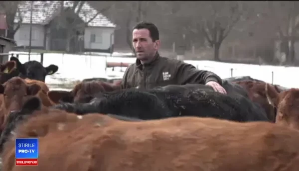 Rasa de vaci care aduce profit de zeci de mii de euro fermierilor români