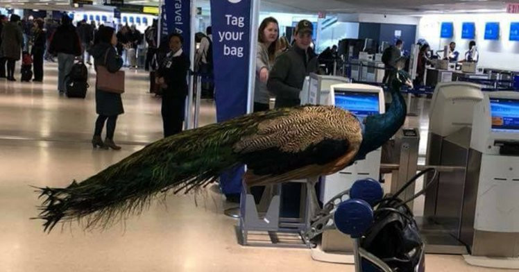 A vrut să urce în avion cu păunul ei. Motivul pentru care compania aeriană a refuzat-o