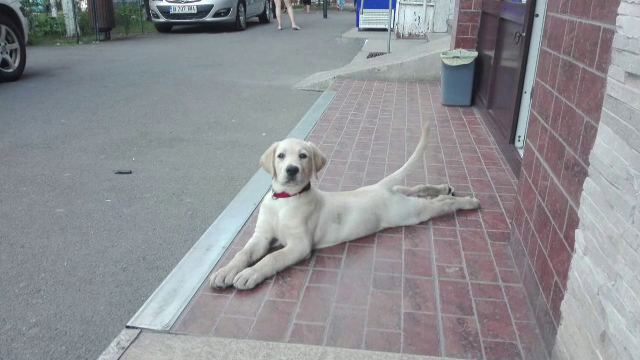 Tratamente scumpe pentru animale. Și-a vândut maşina şi bijuteriile pentru a-și salva câinele