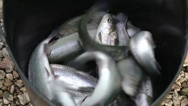 Bani de la Bruxelles pentru dezvoltarea pescuitului. Cât de rentabile sunt fermele piscicole în România