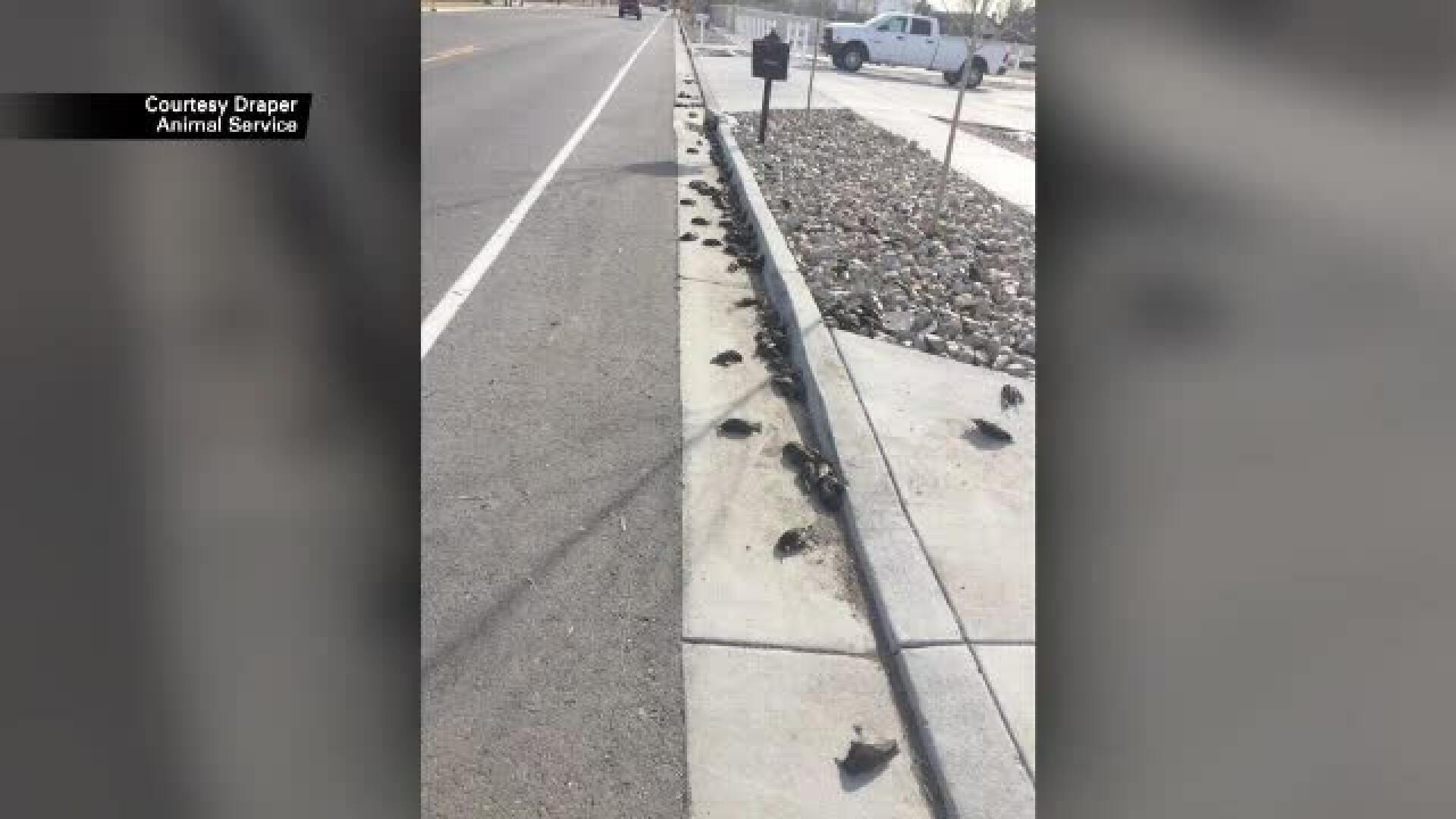 Ploaie de păsări moarte într-un oraş din SUA. Oamenii dau vina pe extratereştri