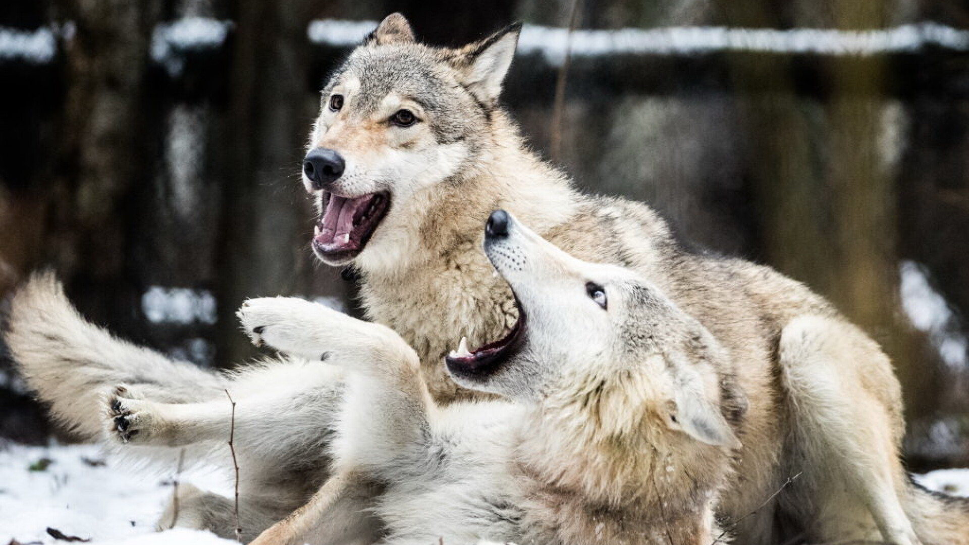 Peste 200 de oi omorâte de lupi la o stână din judeţ. Atacul, dat într-o noapte