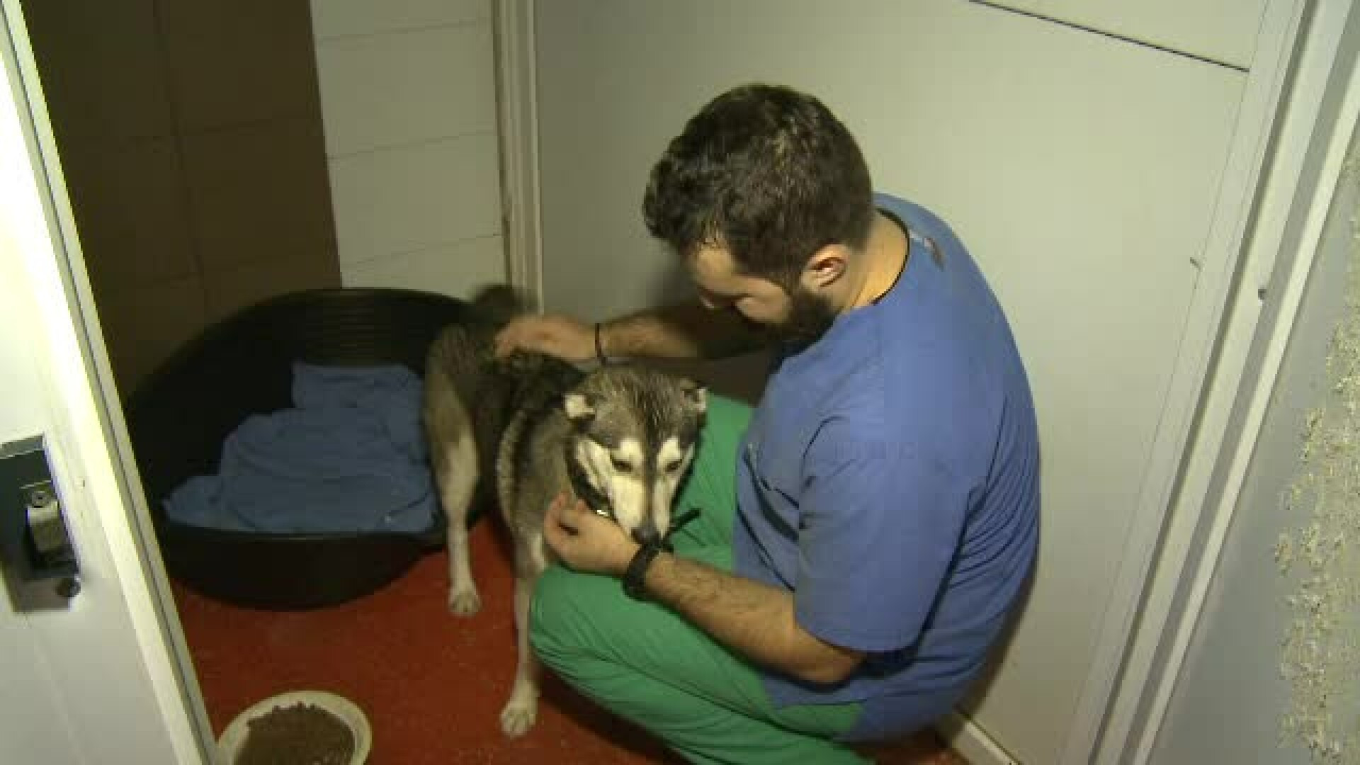 Medicii veterinari avertizează: ”Vom asista în următorii ani la niște infecții teribile”