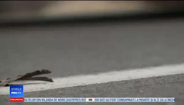 Ploaie de păsări moarte într-un oraş din SUA. Oamenii dau vina pe extratereştri