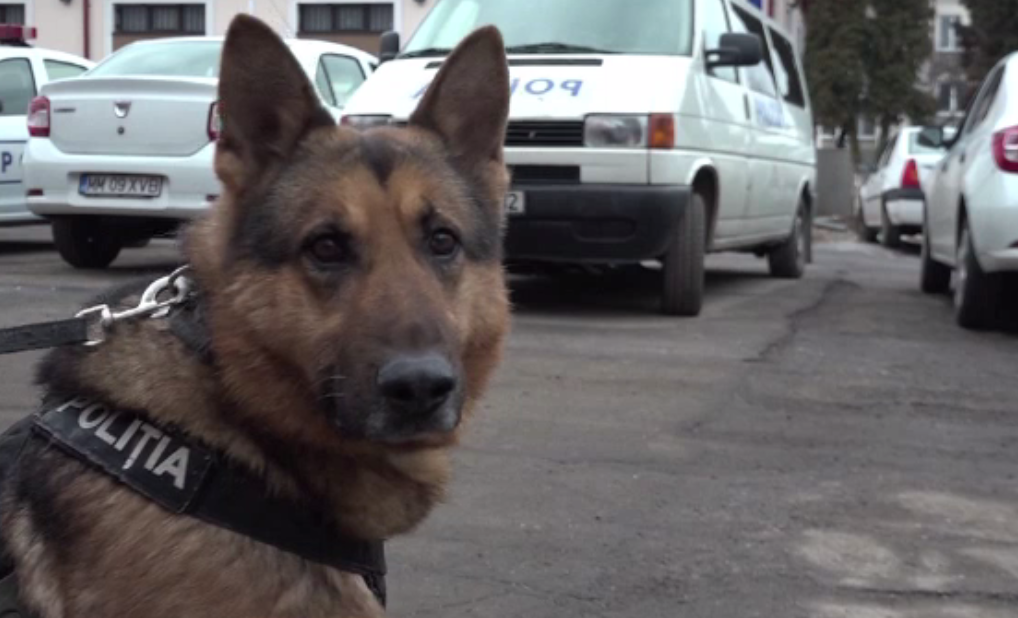 Ciobănescul german care a recuperat o geantă cu 4.500 de lei furată dintr-o mașină