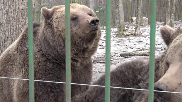Prezicerea urşilor. Cât mai durează iarna în România
