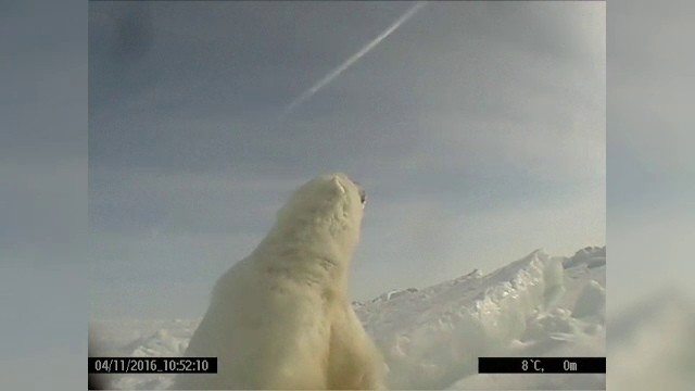 Au ataşat camere Go Pro unor urşi polari. Descoperirea alarmantă a cercetătorilor