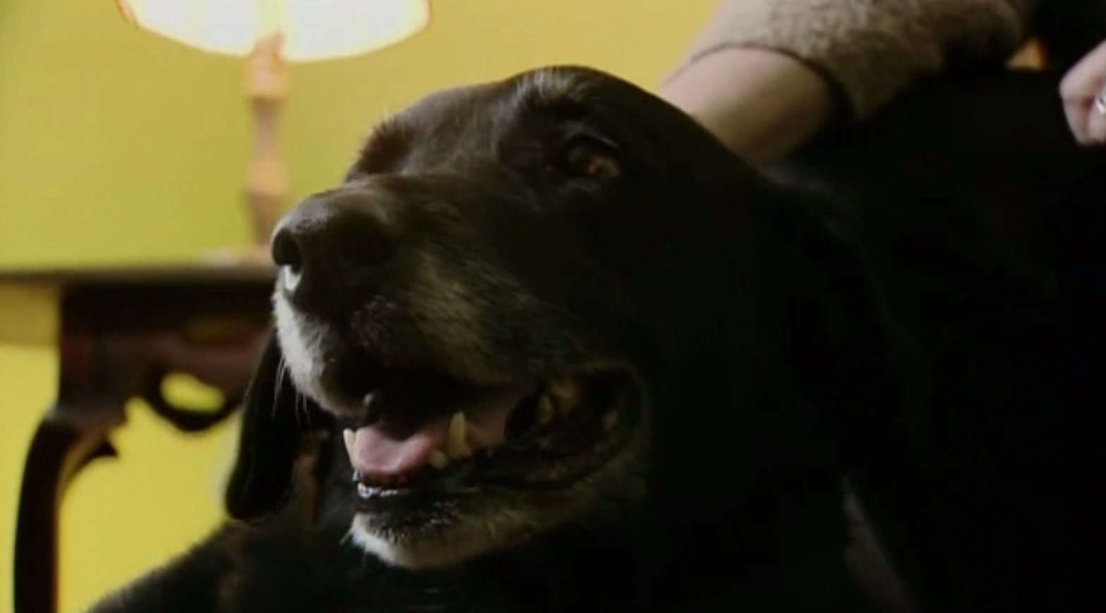 Un câine dispărut de 10 ani a revenit acasă. Reacția patrupedului când și-a regăsit familia