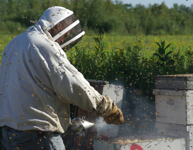 O femeie a fost la un pas de moarte, după ce a consumat miere halucinogenă