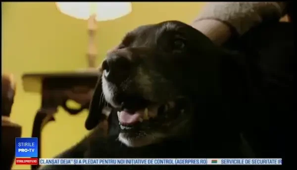 Un câine dispărut de 10 ani a revenit acasă. Reacția patrupedului când și-a regăsit familia