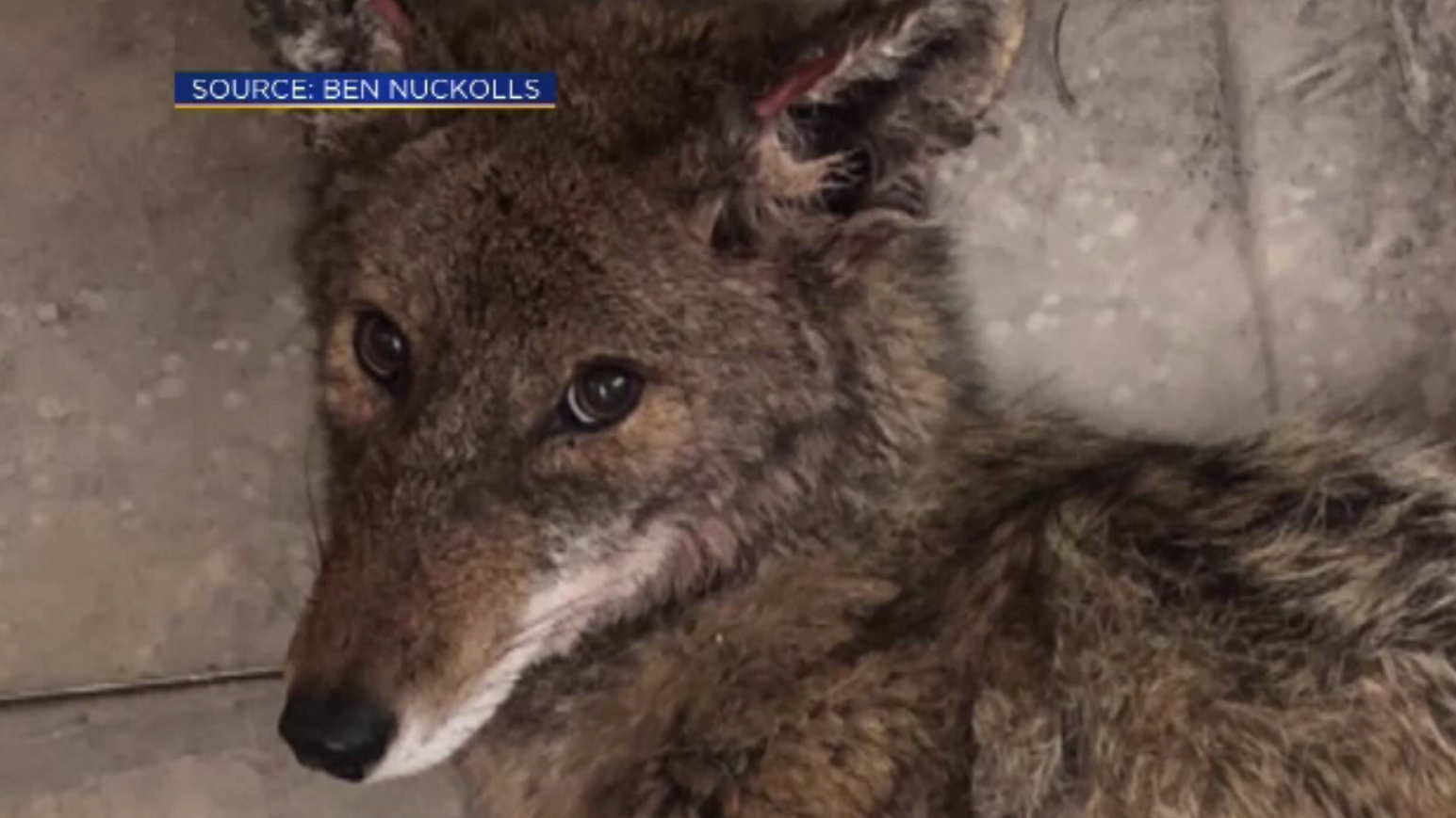 Pățania unui coiot, după ce a vrut să mănânce resturile dintr-un borcan aruncat la gunoi