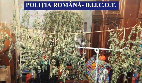 Cultură de canabis descoperită în locuința unui constănțean. Tânărul a fost arestat