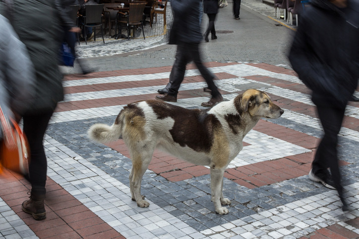Restaurantele din Pyeongchang refuză să scoată felurile cu câine din meniu în timpul JO