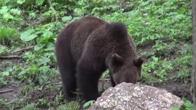 Vânătoarea urşilor ar putea să NU mai fie interzisă în România. Ce spun autorităţile